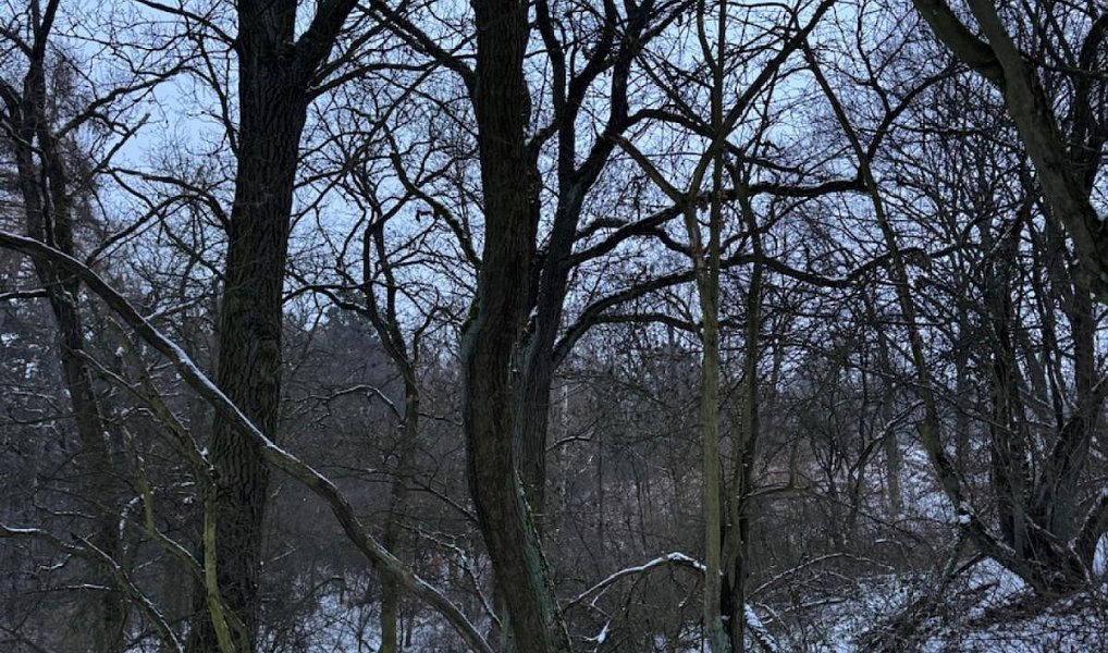 Prodej lesa 2 714 m², Holubice – náhled fotky 3