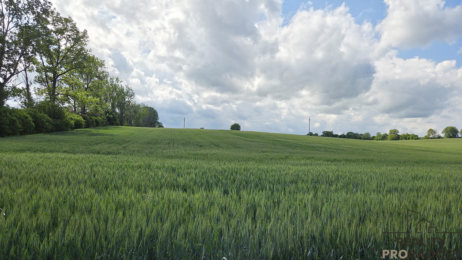 Prodej pole 2 649 m² – fotografie 4