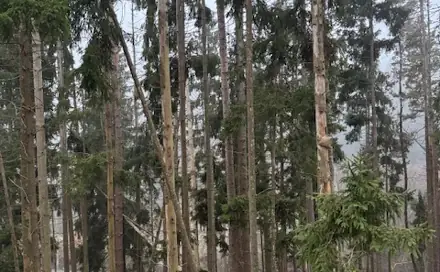 Prodej lesa 24 200 m², Vacov - Františkov nad Ploučnicí