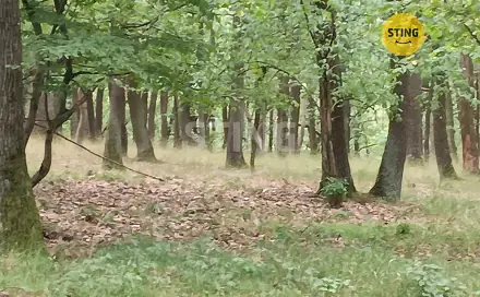 Prodej lesa 2 723 m², Morkůvky, okres Břeclav