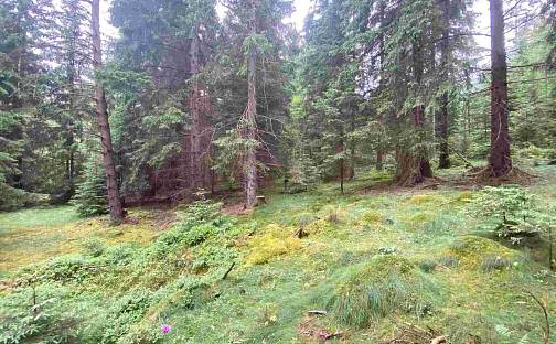 Prodej pole 11 900 m², Krásná, okres Cheb