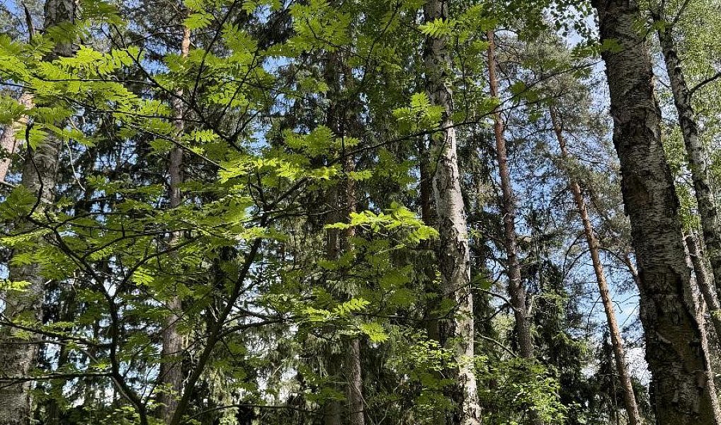 Prodej lesa 7 765 m², Úpice – náhled fotky 6