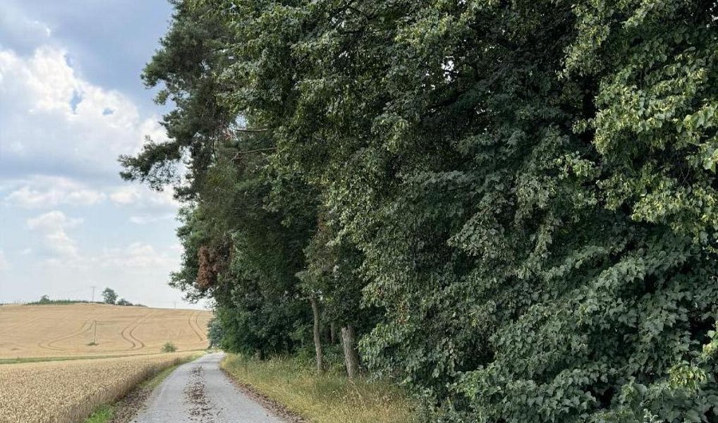 Prodej lesa 4 203 m², Kojice – náhled fotky 3