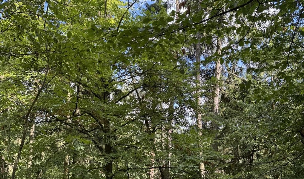 Prodej lesa 10 739 m², Vlkančice – náhled fotky 2