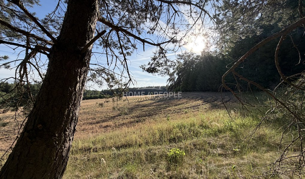 Prodej lesa 4 000 m², Háje – náhled fotky 5