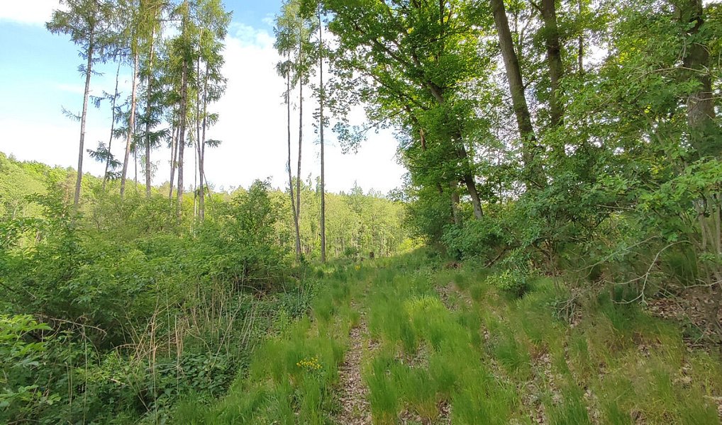 Prodej lesa 17 681 m², Číměř – náhled fotky 7