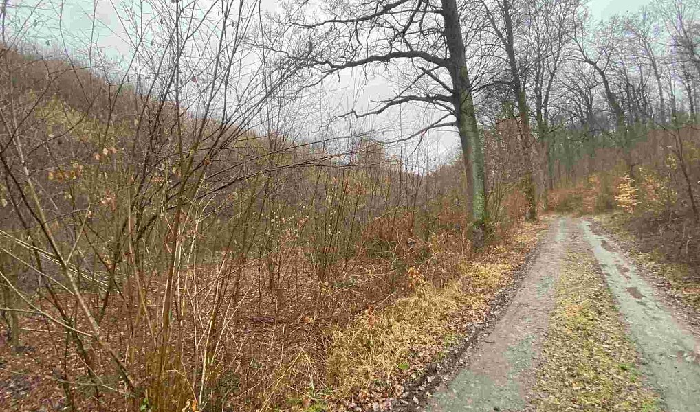 Prodej pole 3 207 m², Ždánice – náhled fotky 3