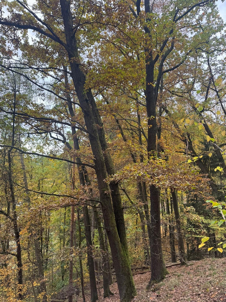 Prodej lesa 15 088 m² — photo 4