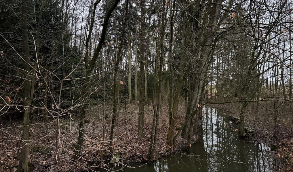 Prodej lesa 6 263 m², Předslav – náhled fotky 13