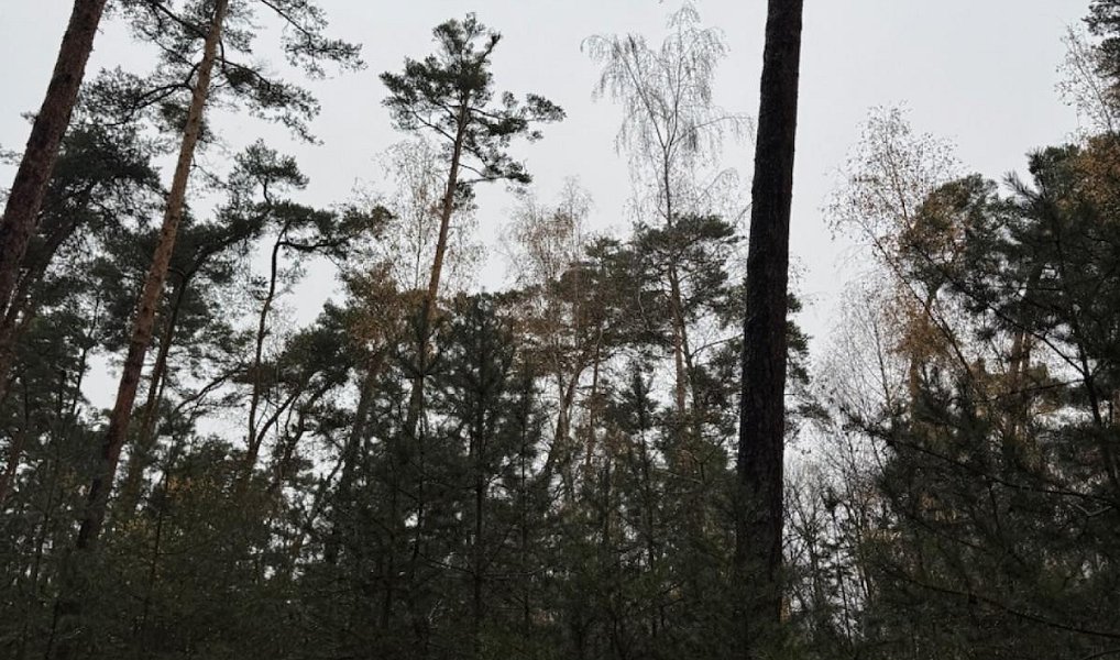 Prodej lesa 7 349 m², Třebestovice – náhled fotky 9