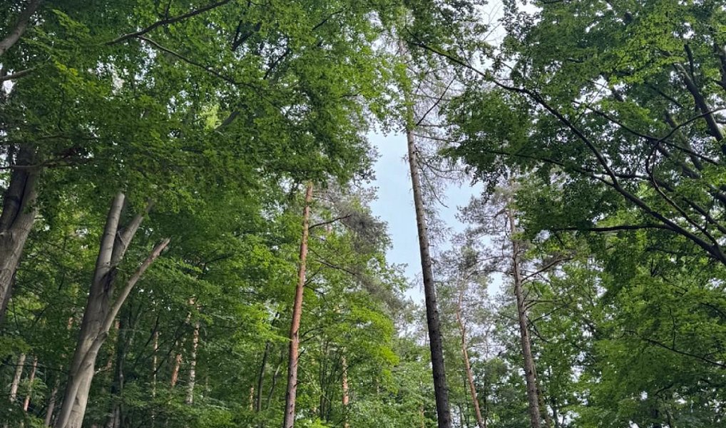 Prodej pozemku 50 672 m², Bohutín – náhled fotky 8