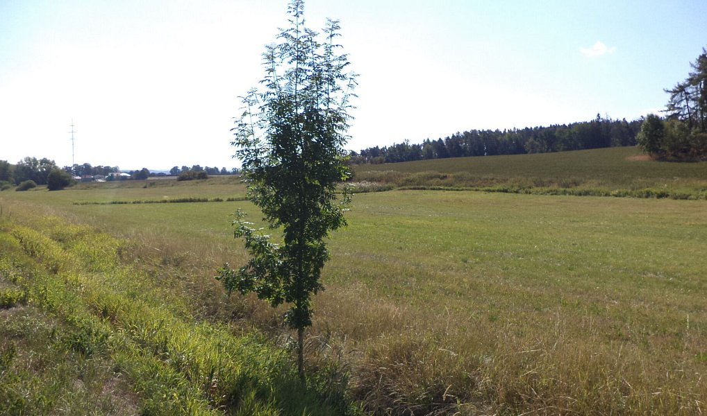 Prodej pole 2 383 m², Srby – náhled fotky 3
