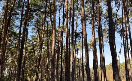 Prodej lesa 3 963 m², Vacenovice - Bdeněves