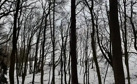 Prodej lesa 1 783 m², Ježkovice - Šluknov