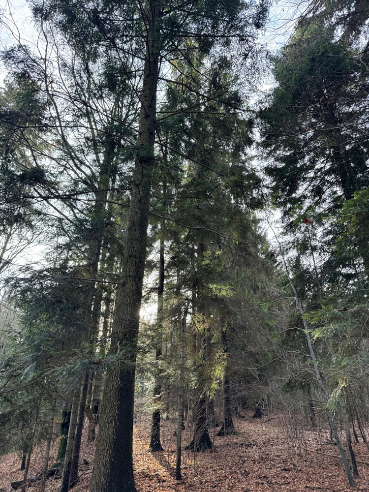 Fotka 7 z 13