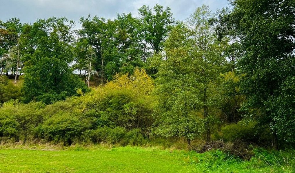 Prodej louky 1 277 m², Rybníky – náhled fotky 3