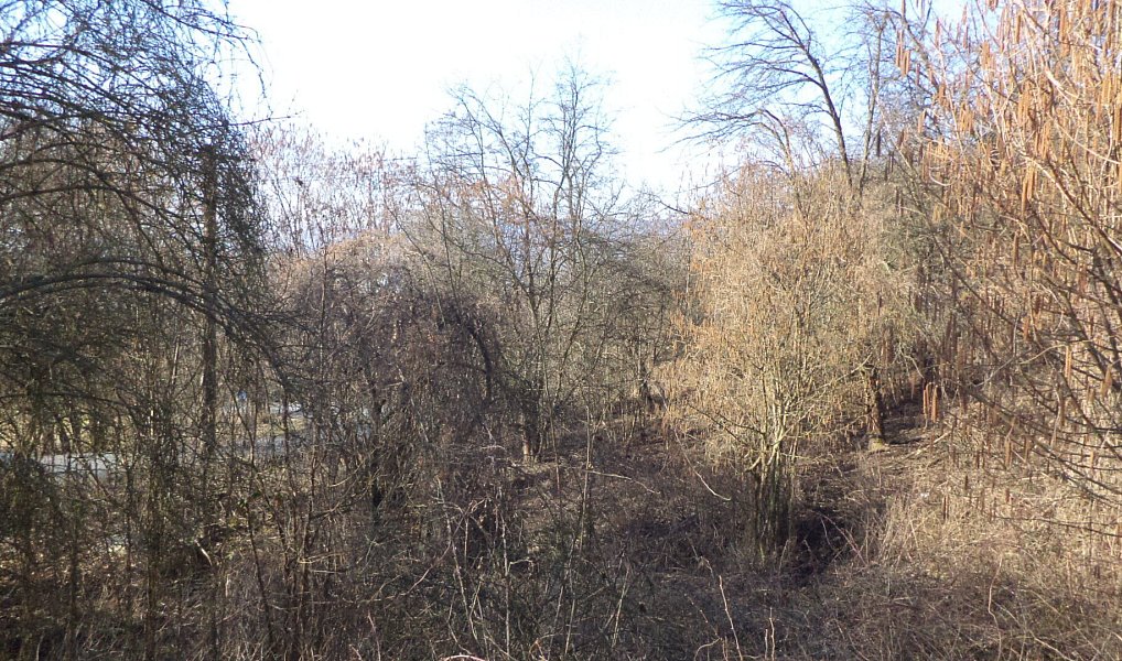 Prodej zahrady 1 700 m², Trmice – náhled fotky 3