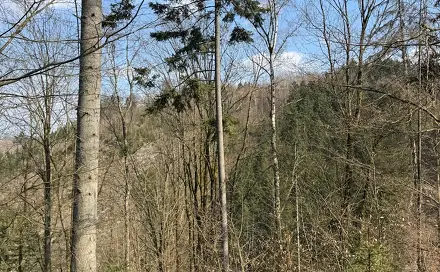 Prodej lesa 11 060 m², Záhoří - Vlkošov