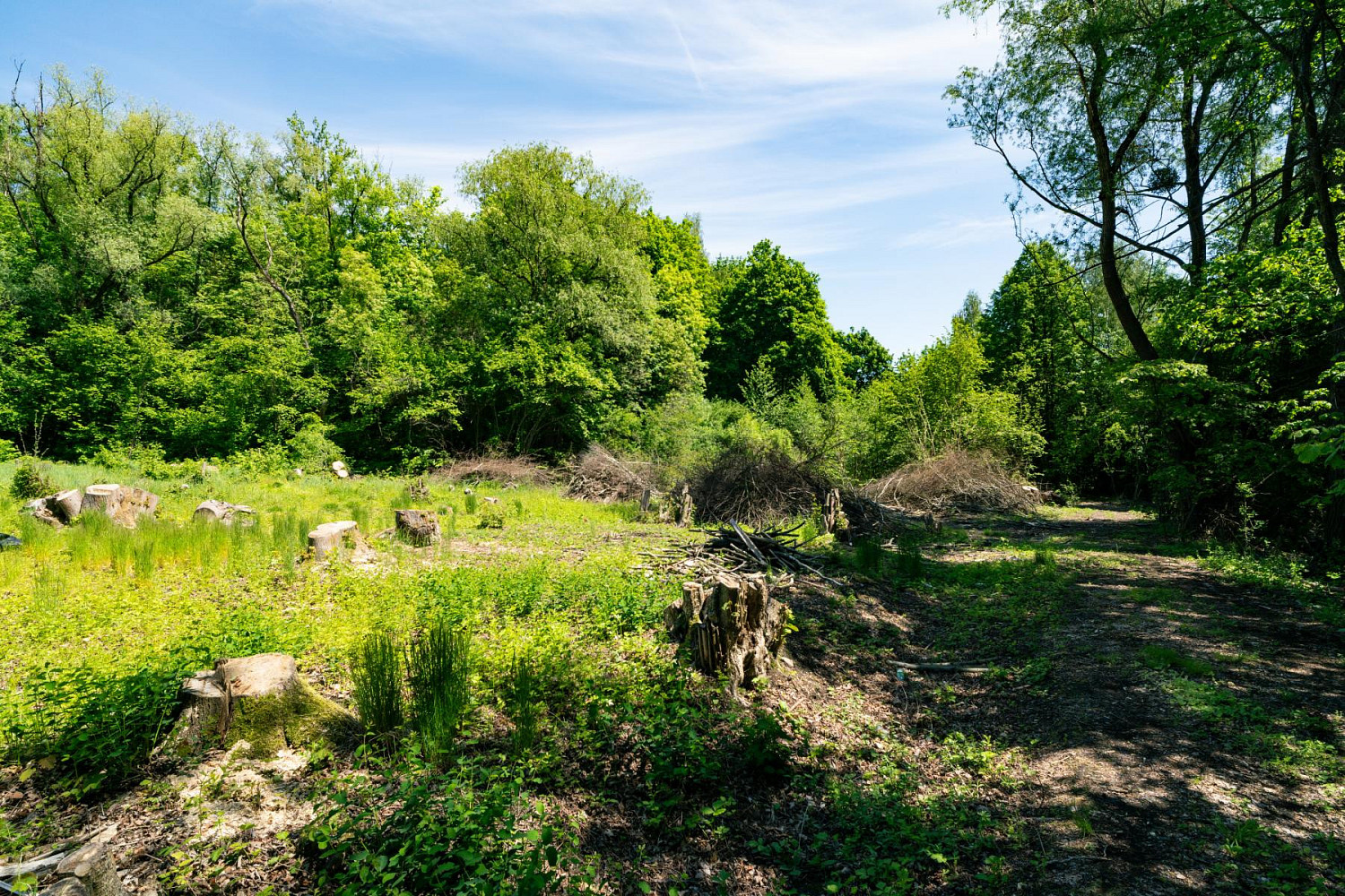 Prodej zahrady 2 646 m² – fotografie 5