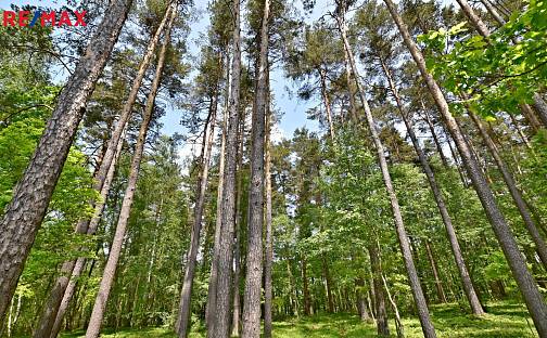Prodej lesa 6 930 m², Olešnice, okres České Budějovice