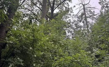 Prodej lesa 1 331 m², Skuteč - Šluknov
