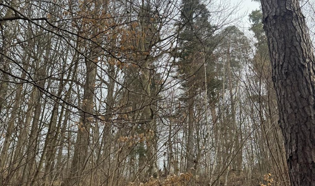 Prodej lesa 5 829 m², Malá Bystřice – náhled fotky 8