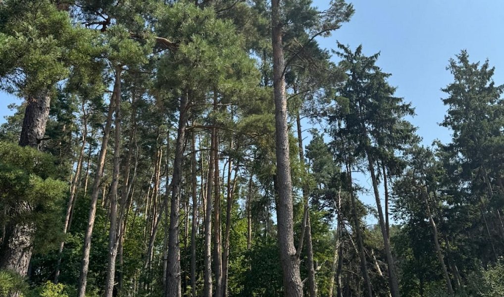 Prodej lesa 3 827 m², Krejnice – náhled fotky 8