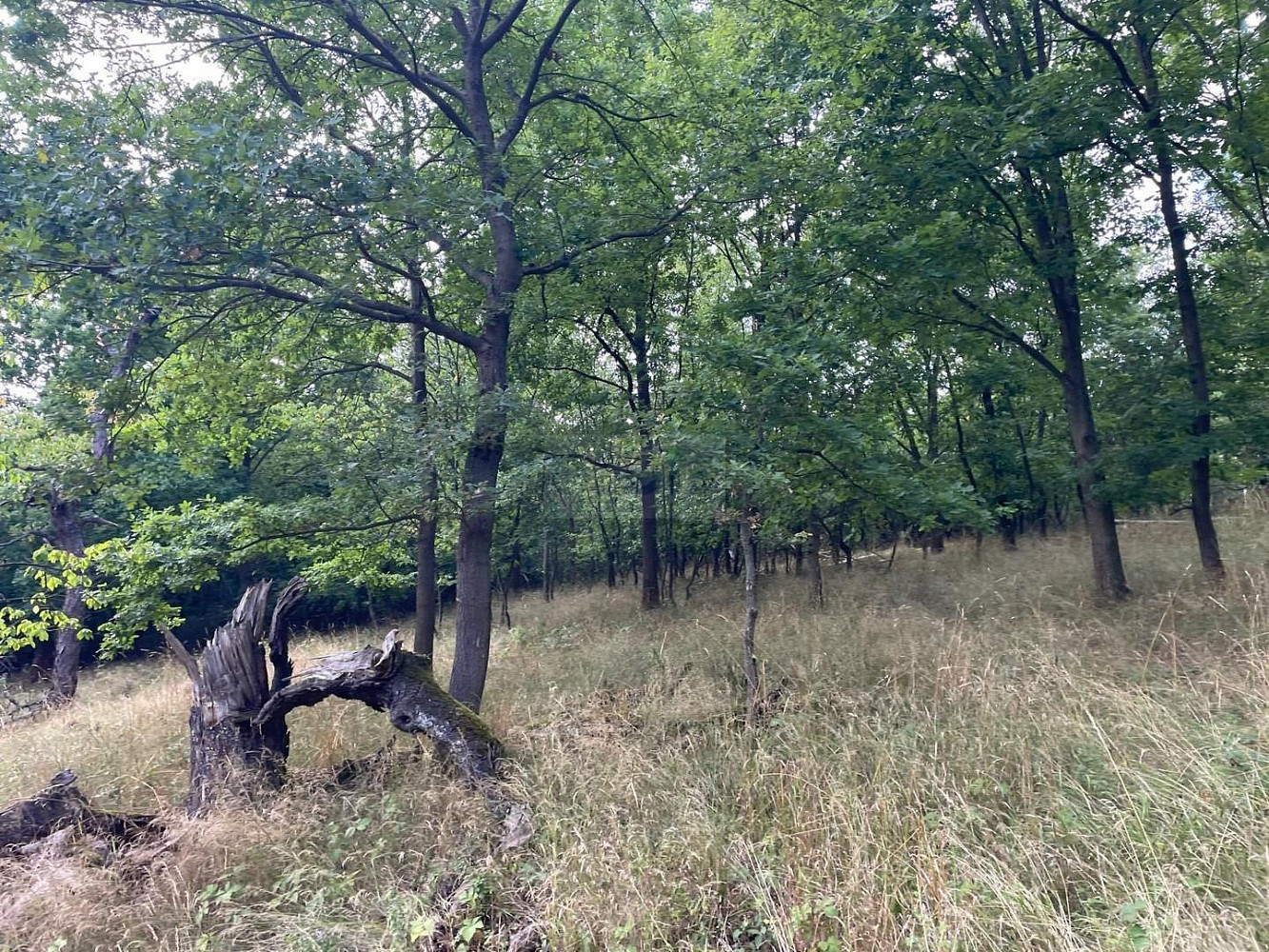 Fotka 6 z 13