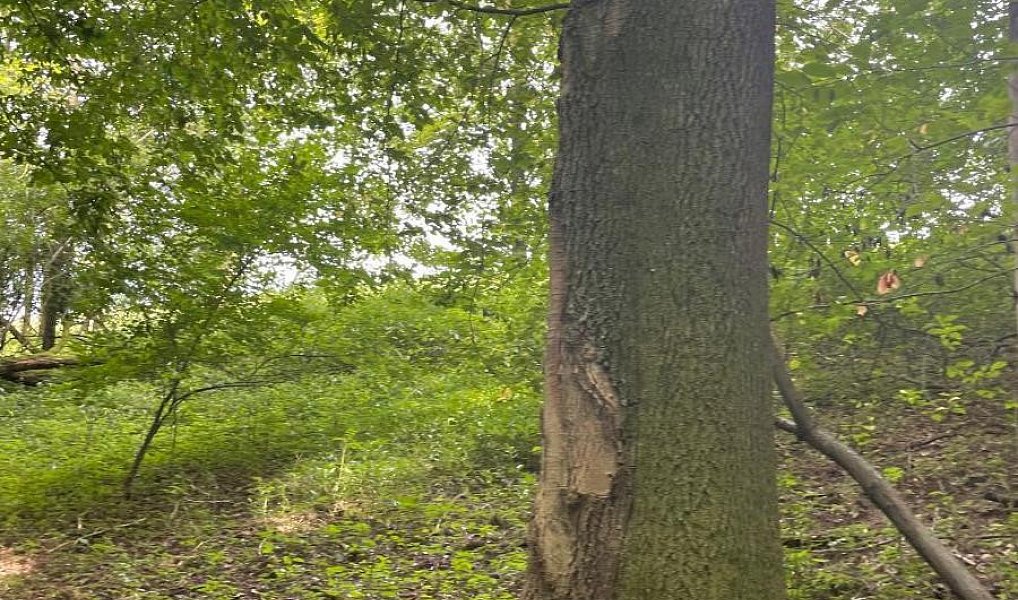 Prodej lesa 5 193 m², Vělopolí – náhled fotky 6