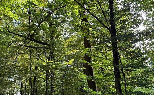 Prodej lesa 4 689 m², Háj ve Slezsku, okres Opava