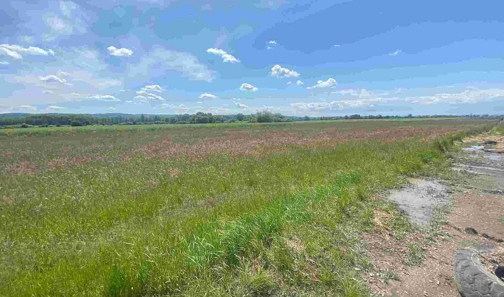 Prodej pozemku 2 873 m², Kravaře – náhled fotky 4