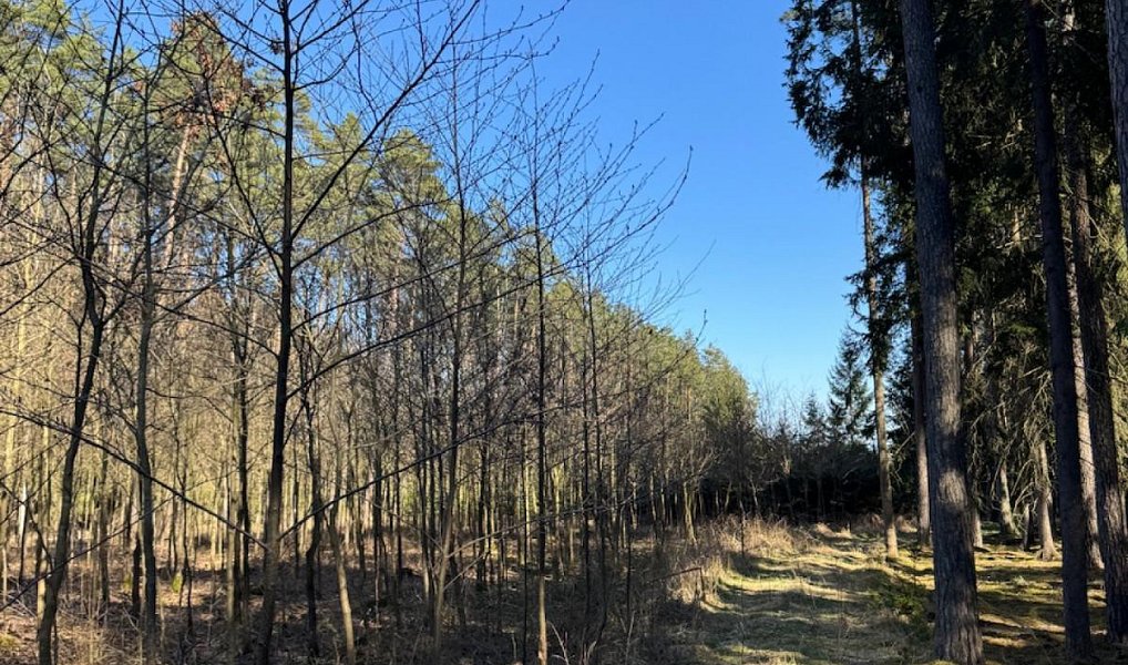 Prodej lesa 6 708 m², Zvěrotice – náhled fotky 8