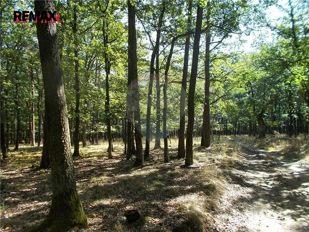 Prodej lesa 38 449 m² – fotografie 4