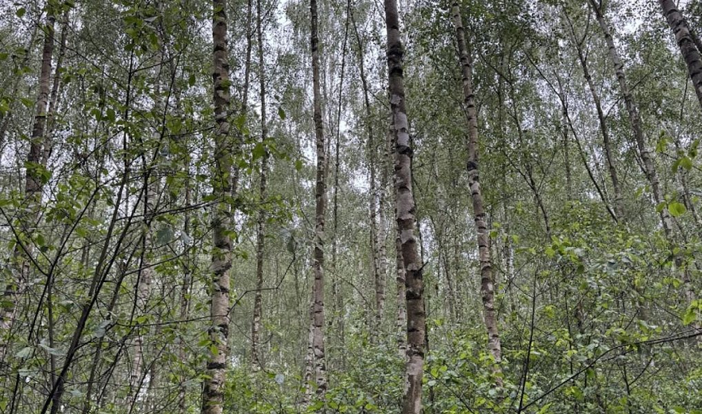 Prodej lesa 10 225 m², Dobříč – náhled fotky 8