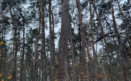 Prodej lesa 7 349 m², Třebestovice - Drnovice