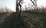 Ostatní