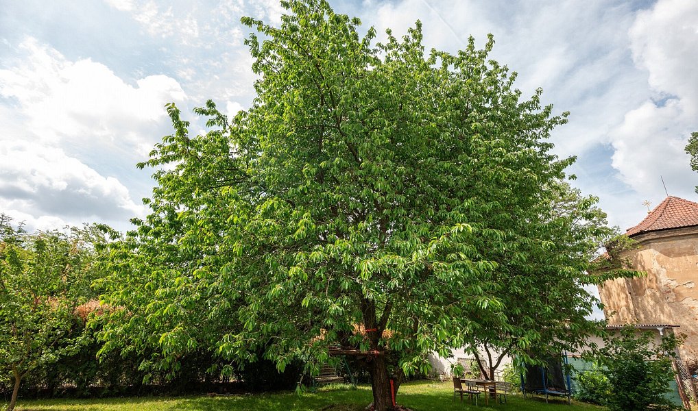 Prodej domu 250 m² s pozemkem 1 183 m², Žilina – náhled fotky 4