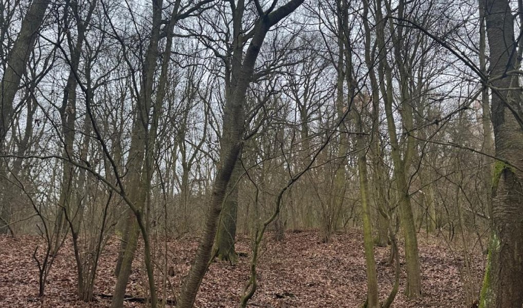 Prodej lesa 9 837 m², Ryjice – náhled fotky 3