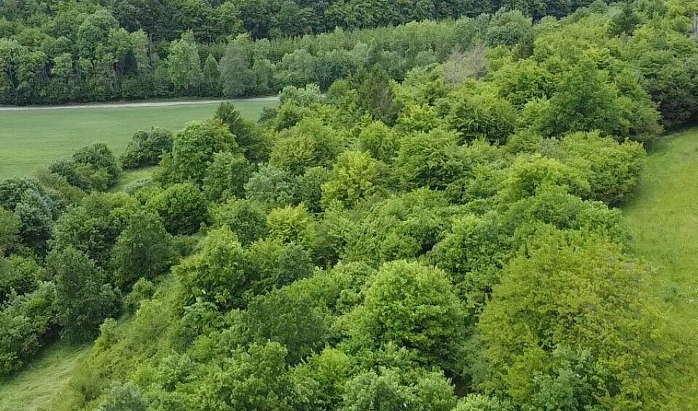 Prodej pozemku 6 028 m², Skorotice – náhled fotky 3