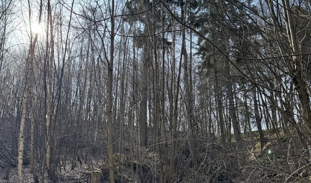 Prodej pozemku 23 891 m², Louňovice pod Blaníkem – náhled fotky 12