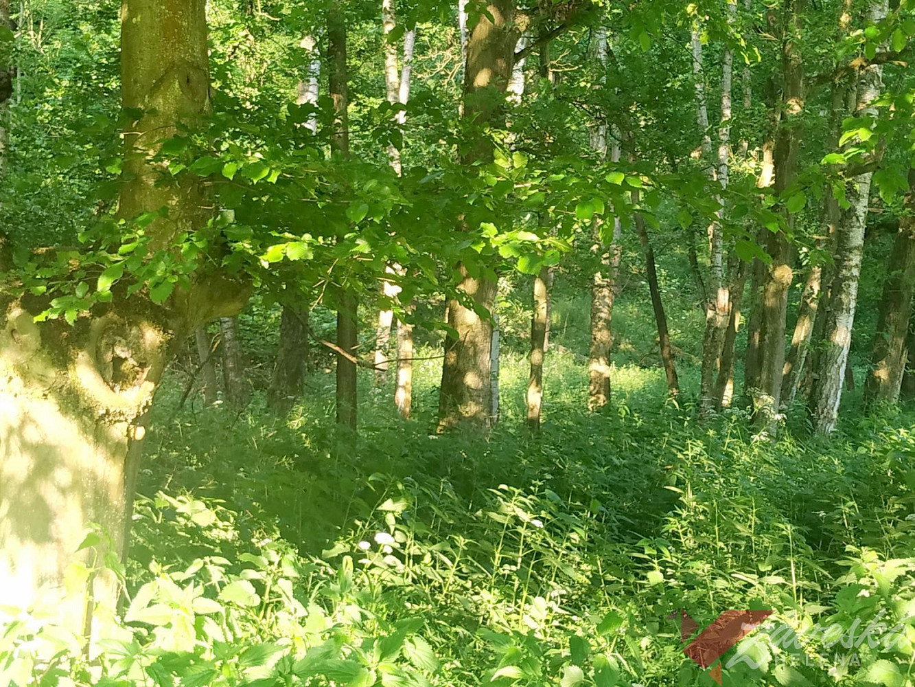 Fotka 7 z 24