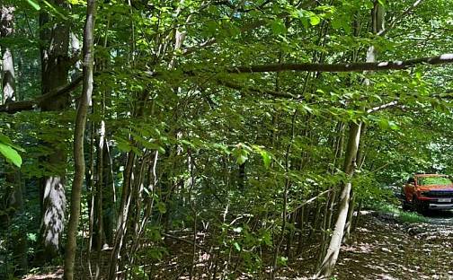 Prodej lesa 3 677 m², Krásná, okres Frýdek-Místek