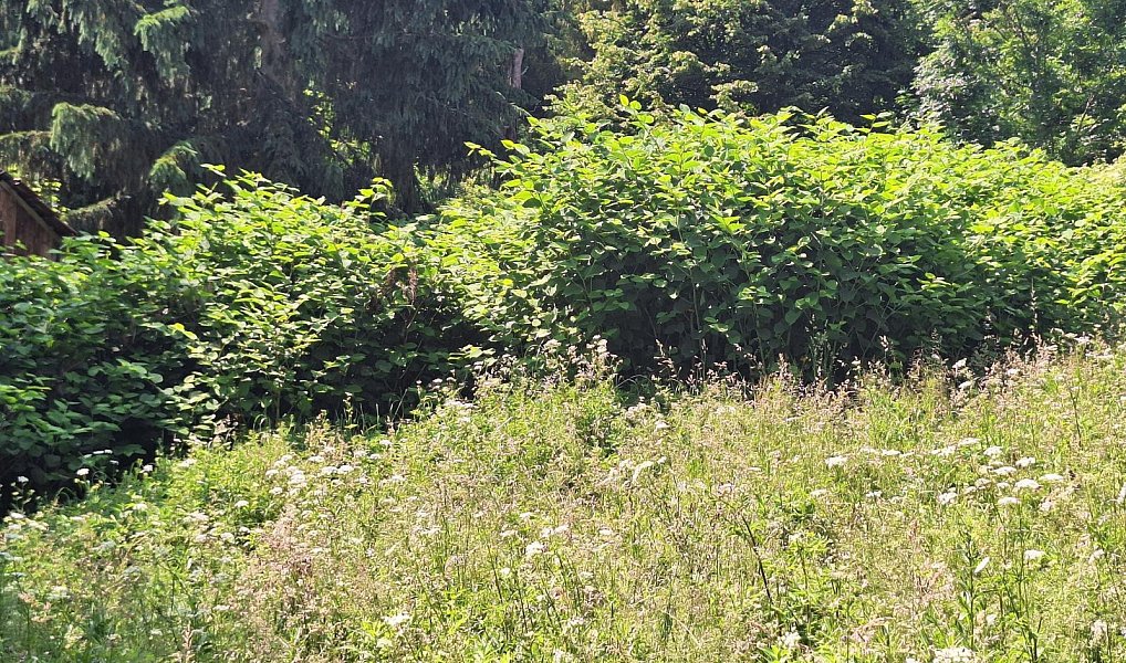 Prodej domu 80 m² s pozemkem 18 929 m², Žítková – náhled fotky 9