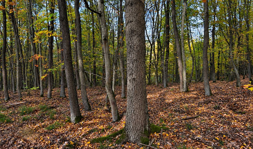 Prodej lesa 28 308 m², Nižbor – náhled fotky 3