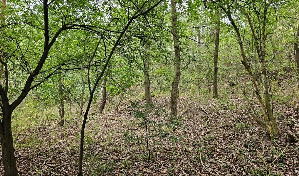 Prodej pozemku 17 275 m², Hrdlív – náhled fotky 6