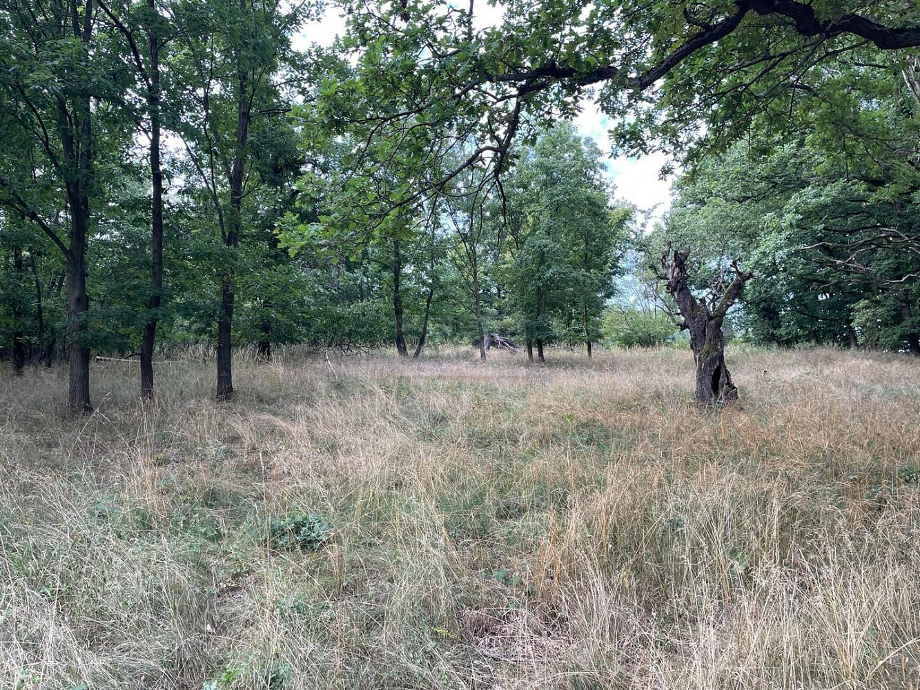 Prodej pole 26 115 m² – fotografie 5