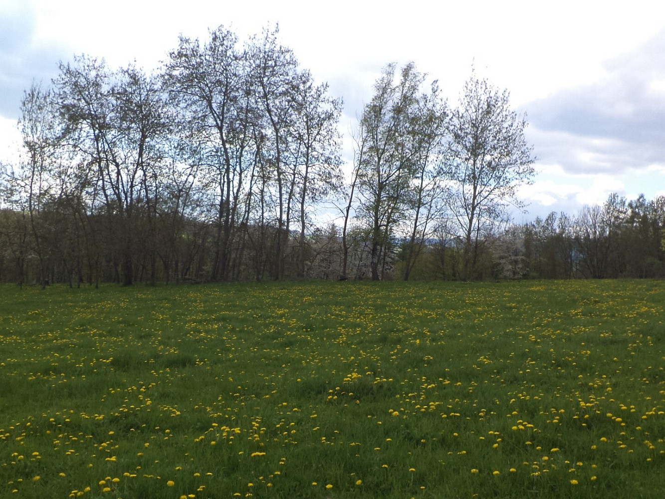 Dražba louky 10 063 m² — photo 3