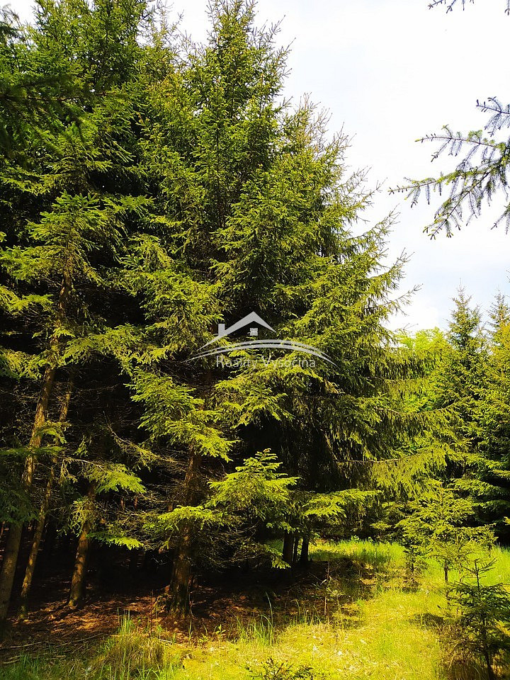 Prodej lesa 8 890 m² – pohled 2