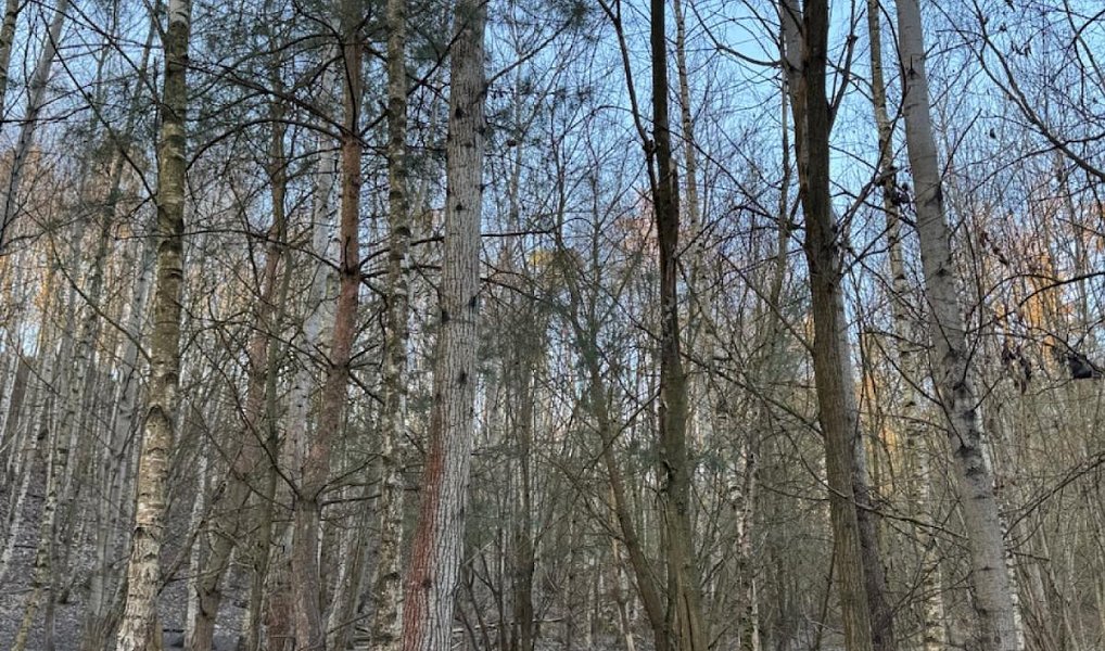 Prodej lesa 14 454 m², Mělnické Vtelno – náhled fotky 5
