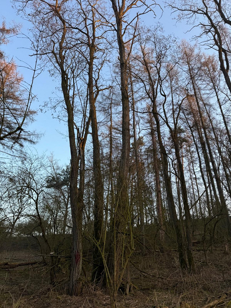 Prodej lesa 8 197 m²